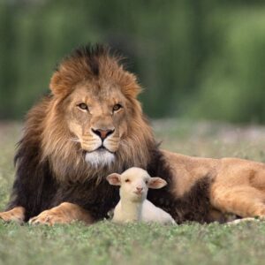 Lion and lamb resting together