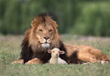 Lion and lamb resting together