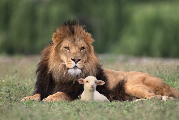 Lion and lamb resting together