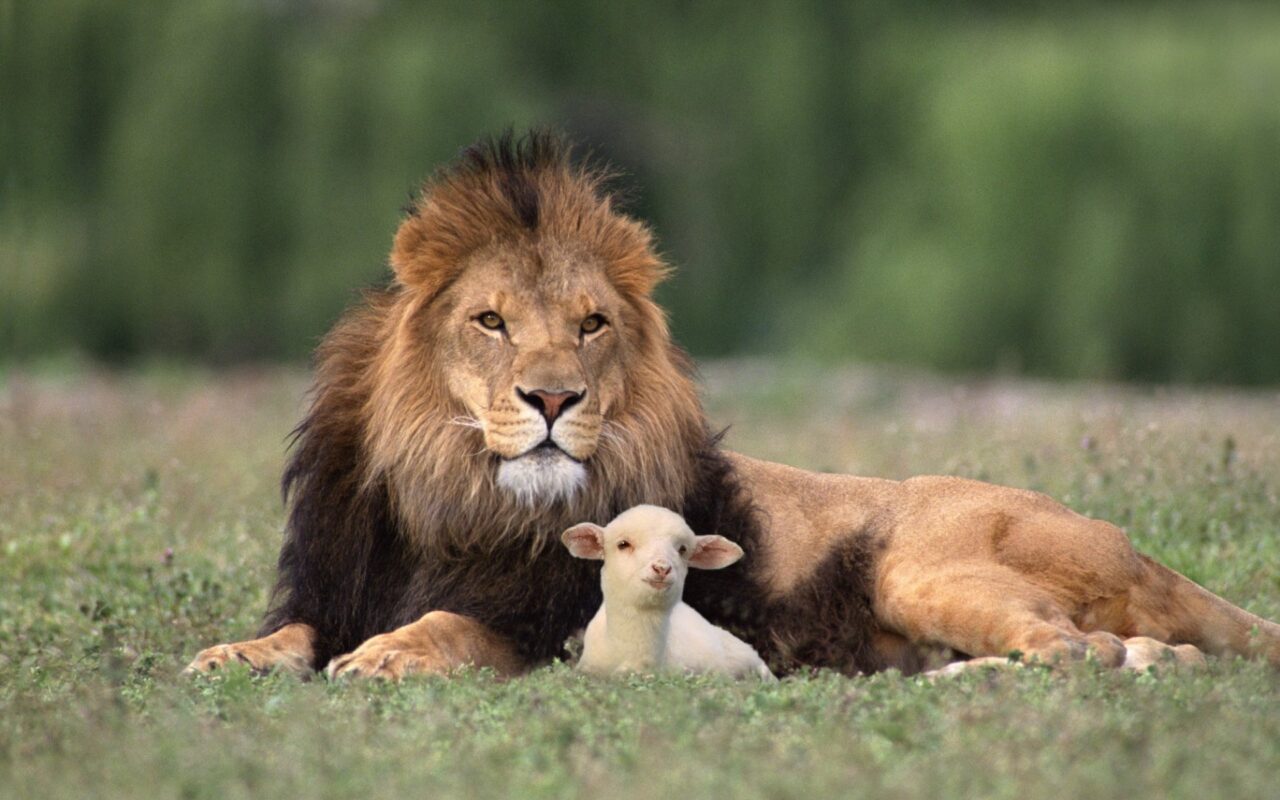 Lion and lamb resting together