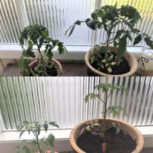 picture of tomato plants in pots