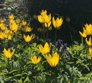 yellow spring flowers