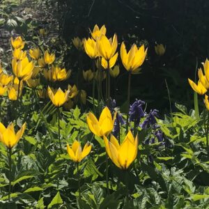 yellow spring flowers