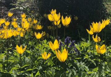 yellow spring flowers