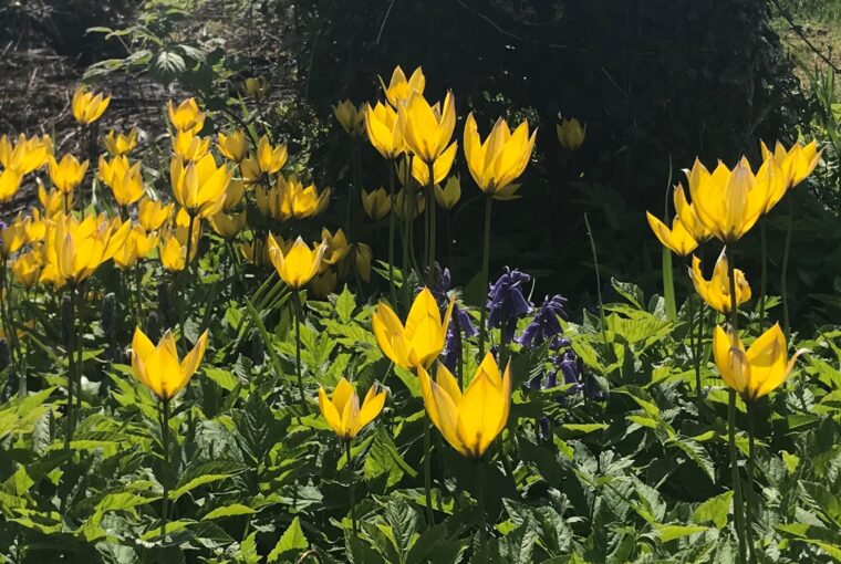yellow spring flowers