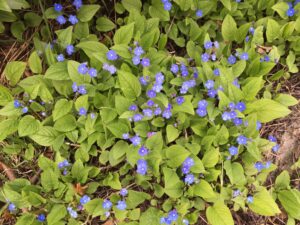 blue spring flowers